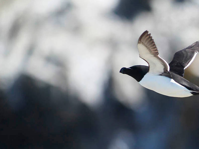 Razorbill