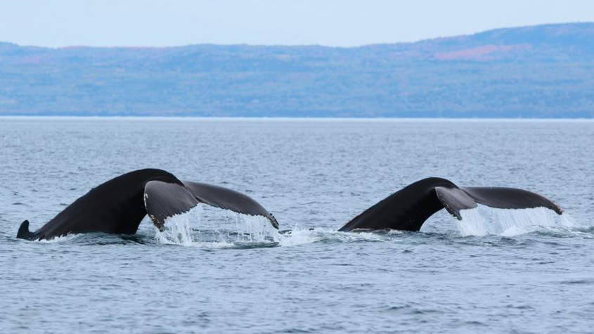 Two whales tails