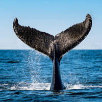 A whale's tail emerges from the ocean, splashing water against a clear blue sky. The majestic fluke is highlighted against the sea's surface, capturing a dynamic moment in the marine environment.