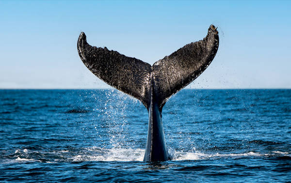 Une queue de baleine émerge de l'océan, éclaboussant de l'eau contre un ciel bleu clair. Le majestueux appendice caudal se détache sur la surface de la mer, capturant un moment dynamique dans l'environnement marin.