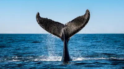 A whale's tail emerges from the ocean, splashing water against a clear blue sky. The majestic fluke is highlighted against the sea's surface, capturing a dynamic moment in the marine environment.