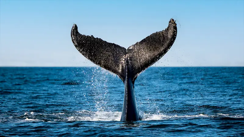 A whale's tail emerges from the ocean, splashing water against a clear blue sky. The majestic fluke is highlighted against the sea's surface, capturing a dynamic moment in the marine environment.