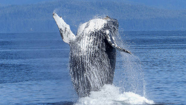 Humpback whale jumping out of water