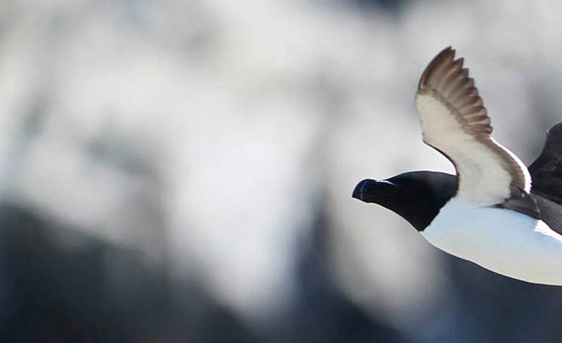 Penguin flying