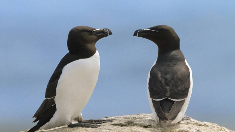 Razorbills