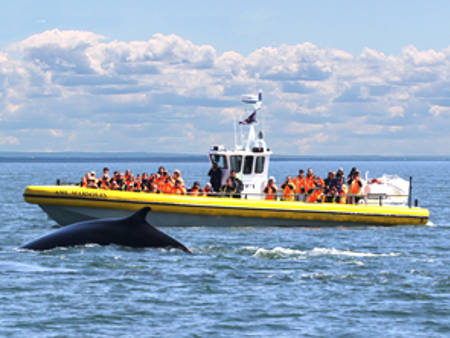 Observation des baleines en Zodiac