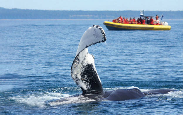 Excursion en zodiac et baleine qui sort de l'eau